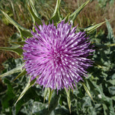 Milk Thistle Seed (Silybum marianum)